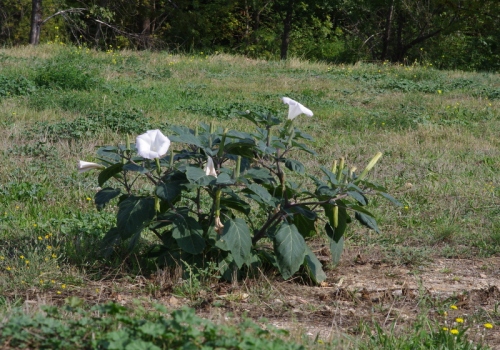 Thornapple - Datura stramonium - the poisonous weed that looks like a garden flower
