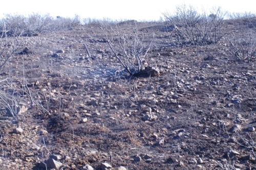 The 'meadow' after the fire